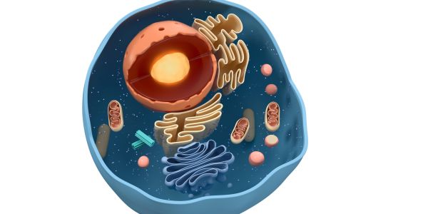 Esplorare la scienza dal micro al macro. Ambiente Scienze e il digitale in Brain
